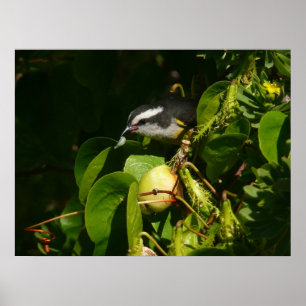 Poster Bananaquit Bird Mange Photographie tropicale