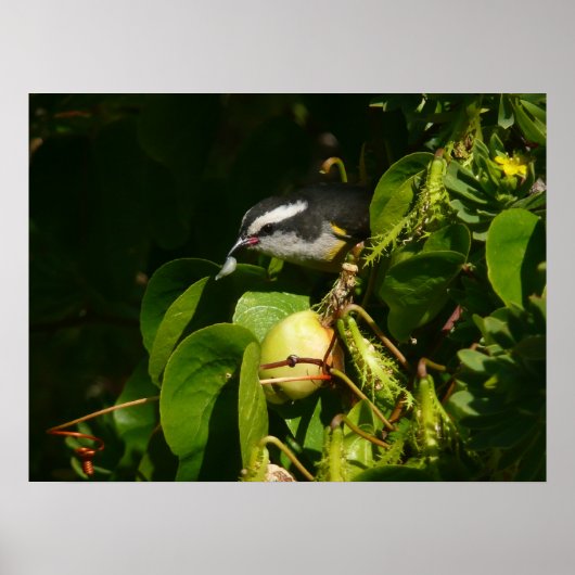 Poster Bananaquit Bird Mange Photographie tropicale (Devant)
