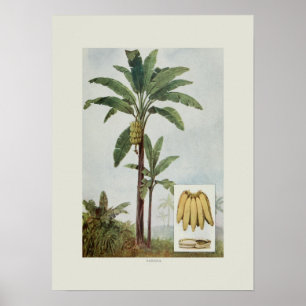 Poster Banane