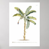 Poster Banane (Devant)
