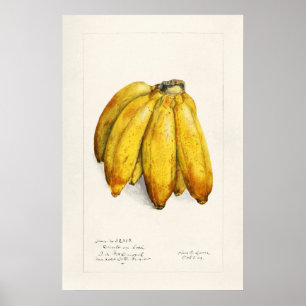 Poster Banane
