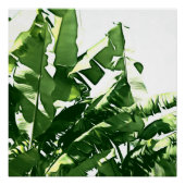 Poster Banane Feuille Green Monochromatic Peinture (Devant)