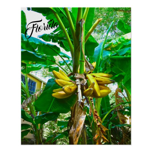 Poster Banane tropicale Palm Tree St Augustine Floride (Devant)