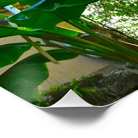 Poster Banane tropicale Palm Tree St Augustine Floride (Coin)