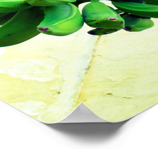 Poster Bananes vertes (Coin)
