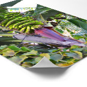 Poster Bananier à Madère (Coin)