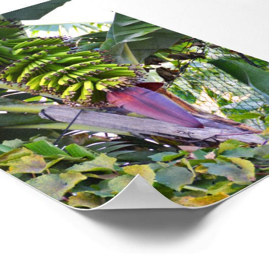 Poster Bananier à Madère (Coin)