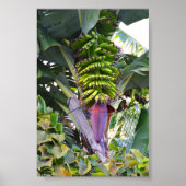 Poster Bananier à Madère (Devant)