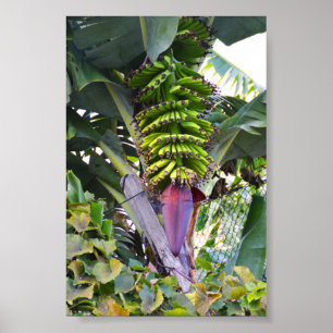 Poster Bananier à Madère