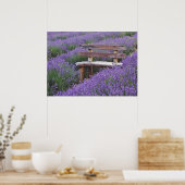 Poster banc dans la lavande (Cuisine)