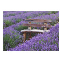 Poster banc dans la lavande
