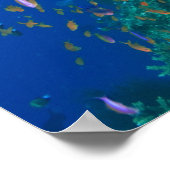 Poster Banc de Pseudanthias (Pseudanthias (Coin)
