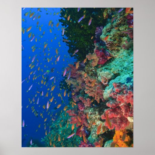 Poster Banc de Pseudanthias (Pseudanthias (Devant)