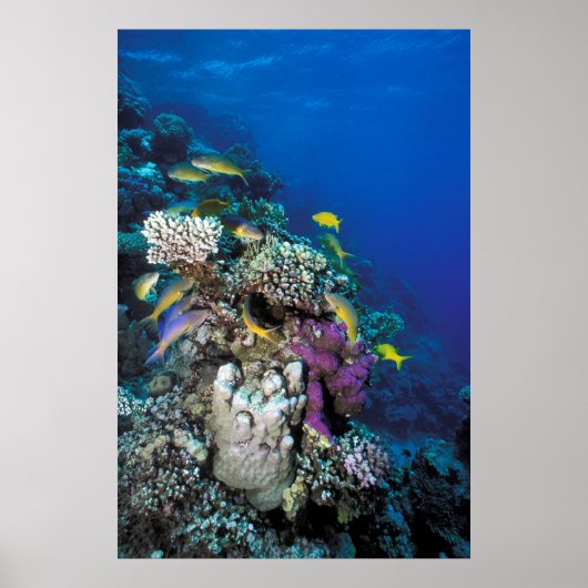Poster Banc de rougets autour d'un petit corail (Devant)