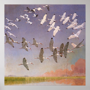 Poster Banc d'ibis volant au-dessus des zones humides, oi