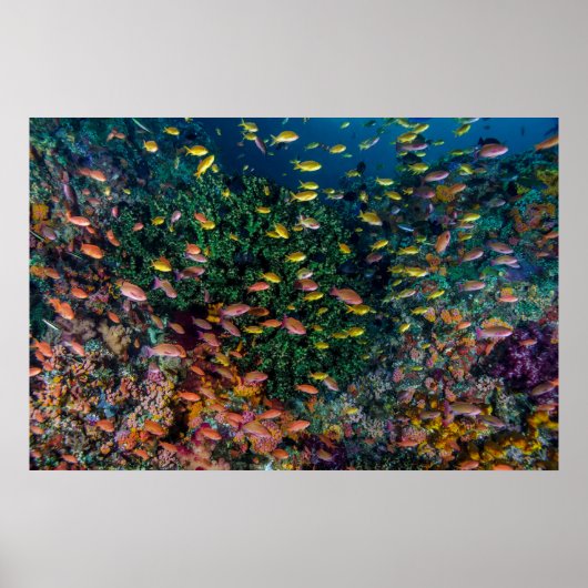 Poster Bancs de poissons nagent dans le récif (Devant)