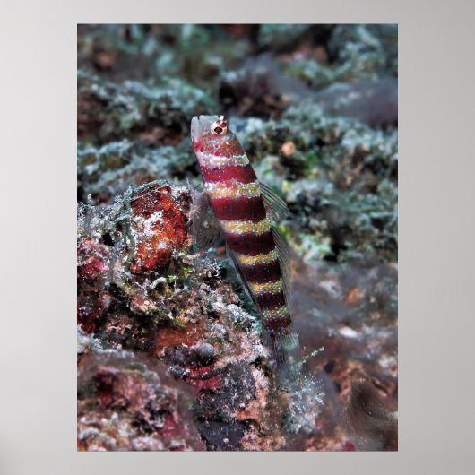 Poster Bande de crevettes (Devant)