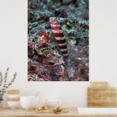 Poster Bande de crevettes (Cuisine)