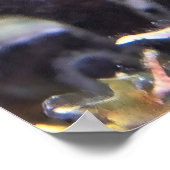 Poster Bande de papillon (Coin)