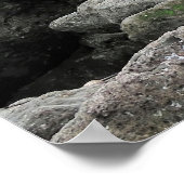 Poster Bande de phoque fourrure (Coin)