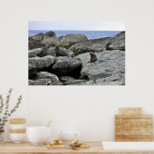 Poster Bande de phoque fourrure (Cuisine)