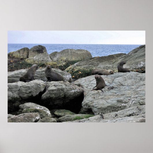 Poster Bande de phoque fourrure (Devant)