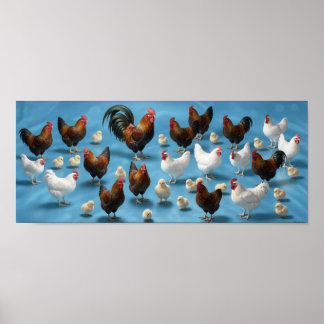 Poster Bande de poussins et de coquelets