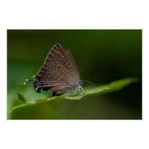 Banded Hairstreak Papillon