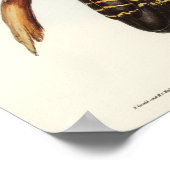 Poster Banksian Cockatoo par Elizabeth Gould (Coin)