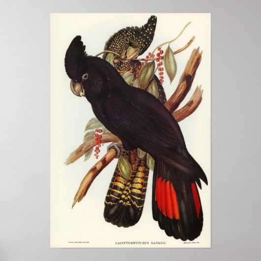 Poster Banksian Cockatoo par Elizabeth Gould (Devant)