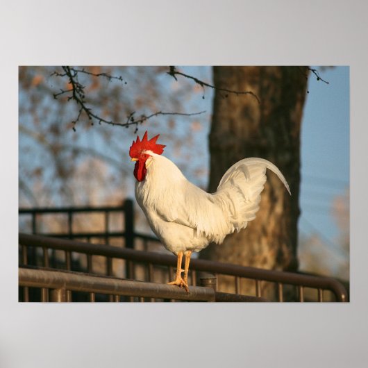 Poster "Bantam le matin" (Devant)