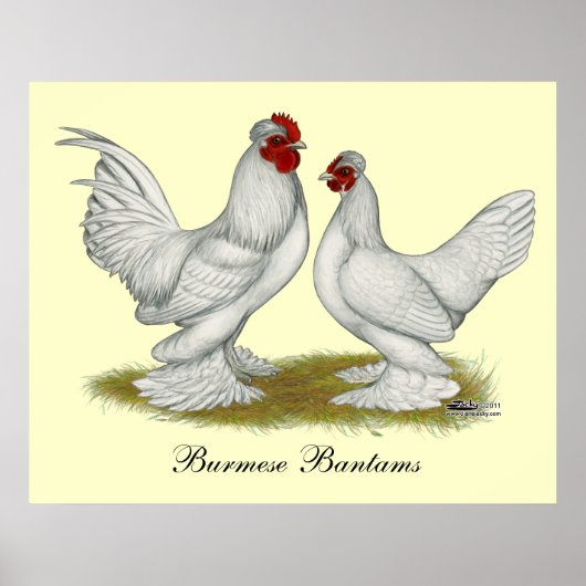 Poster Bantams birmans (Devant)