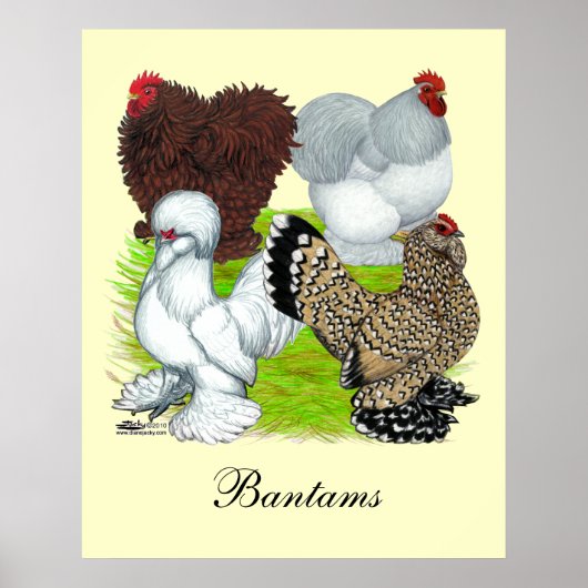 Poster Bantams en plumes Legs (Devant)