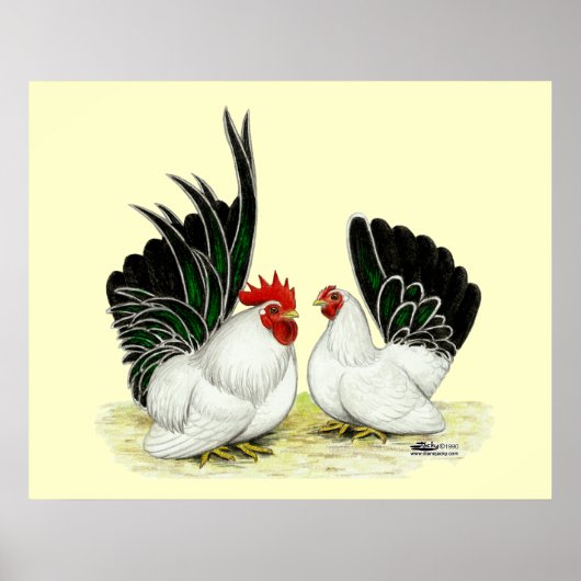 Poster Bantams japonais Blacktail (Devant)