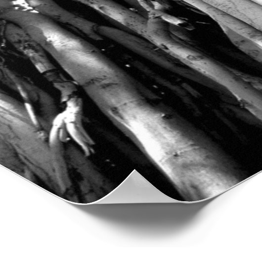 Poster Banyan (Coin)