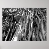 Poster Banyan (Devant)