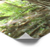 Poster Banyan Tree (Coin)