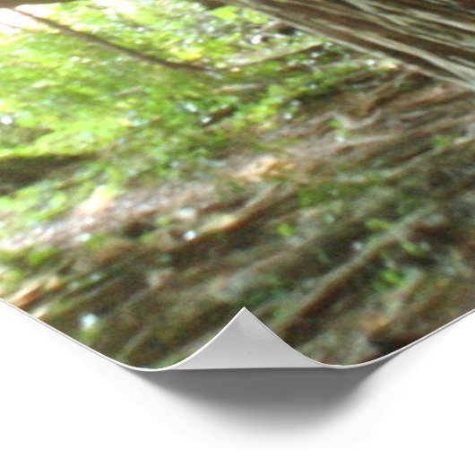 Poster Banyan Tree (Coin)