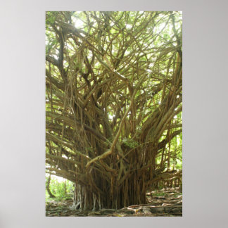 Poster Banyan Tree