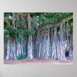 Poster Banyan Tree