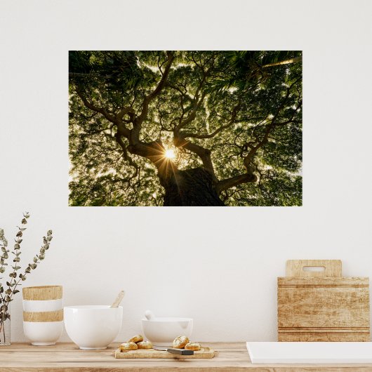 Poster Banyan Tree Canopy Sunstar (Cuisine)