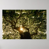 Poster Banyan Tree Canopy Sunstar (Devant)