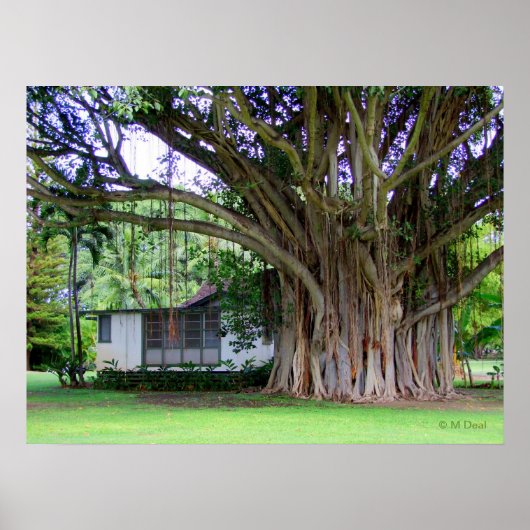 Poster Banyan Tree Cottage (Devant)