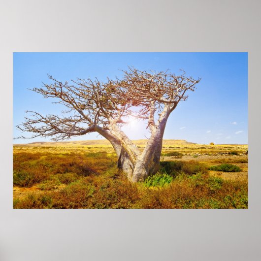 Poster Baobab (Devant)