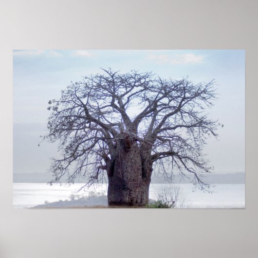 Poster Baobab (Adansonia Digitata), Luanda (Devant)