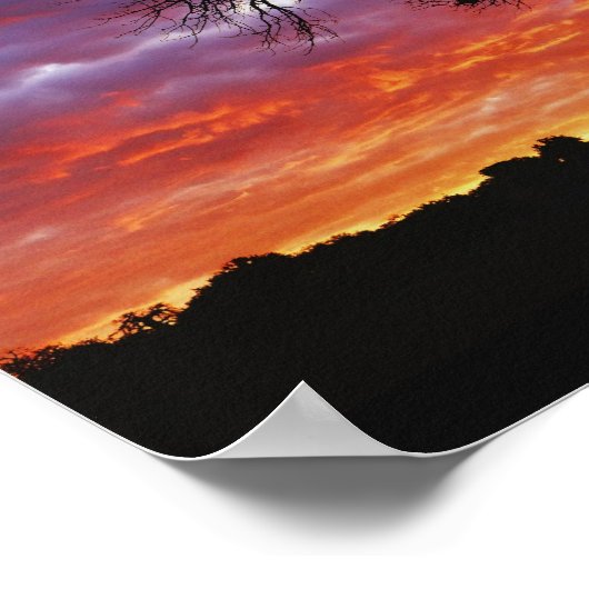 Poster Baobab africain, Adansonia digitata, 2 (Coin)