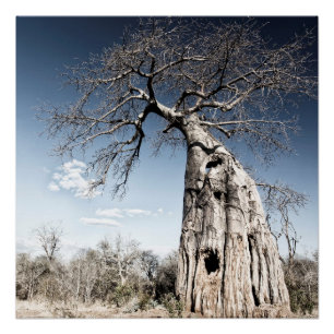 Poster Baobab dans le parc national des piscines de Mana,