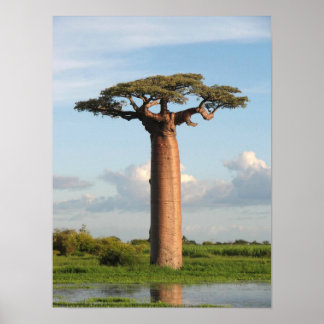 Poster Baobab de Grandidier Madagascar