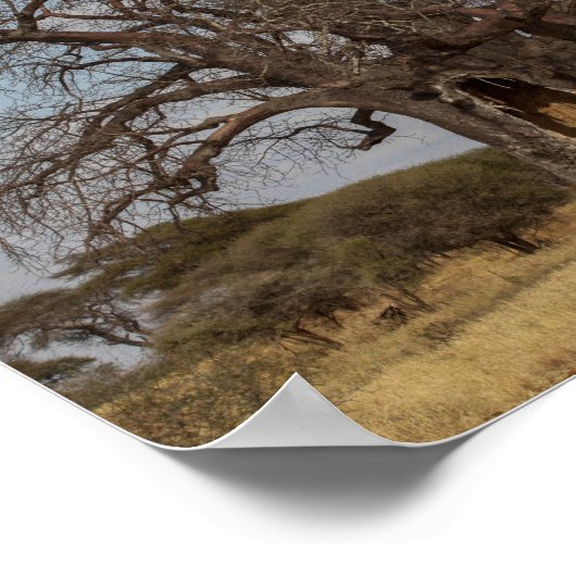 Poster Baobab Tree De Tanzanie. (Coin)