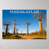 Poster Baobabs de Madagascar (Devant)